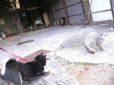 コマ コマ