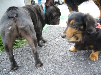 じご