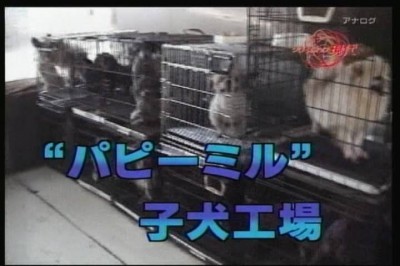 09年08月05日19時30分-ＮＨＫ総合(名古屋)-[Ｓ]クローズアップ現代　旬なテーマから-0(1)