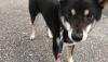 柴犬 サクラ