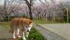 柴犬 プリン
