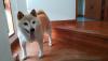 柴犬 さくら