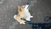 柴犬 パル