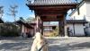 柴犬 パル