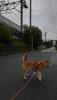 柴犬 もも