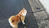 柴犬 もも
