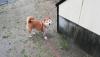 柴犬 もも