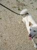 紀州犬 なな　ナナ