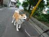 秋田犬  レオン