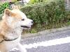 秋田犬  レオン