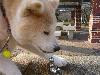 秋田犬  レオン