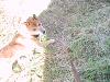 柴犬 トキ