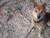 柴犬 トキ