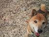 柴犬 トキ