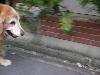 ゴールデン・レトリーバー ジン