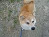 柴犬 みかん