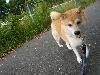 柴犬 みかん