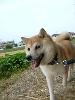 柴犬 みかん