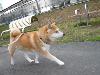 柴犬 みかん