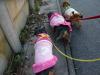 ダックスフンド キャサリン