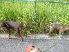 ドーベルマン  ラオウ