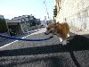 ウェルシュ・コーギー みかん ミカン