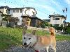 柴犬 サツキ