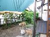 柴犬 サツキ