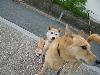 柴犬 サツキ