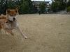 柴犬 チャオ