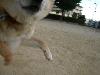 柴犬 チャオ