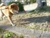 柴犬 チャオ