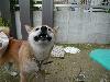 柴犬 もみじ モミジ