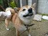 柴犬 もみじ モミジ