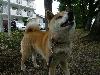 柴犬 リッキー