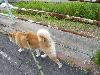 柴犬 リッキー