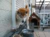 柴犬 リキ