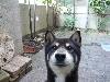 柴犬 海 ウミ