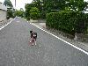 柴犬 すばる