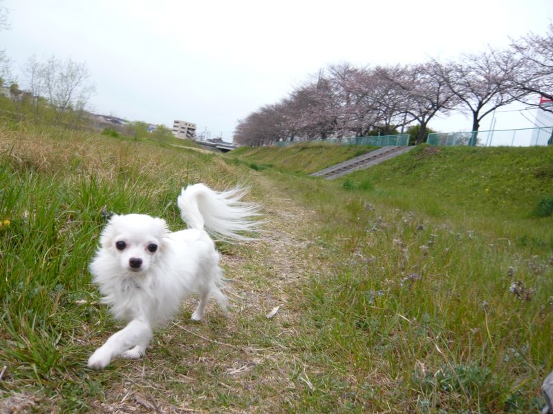 チワワ 空 ソラ