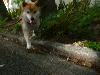 柴犬 こまち