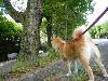 柴犬 こまち