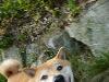 柴犬 こまち