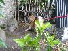 柴犬 こまち