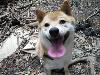 柴犬 こまち