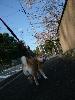 柴犬 はな