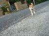 柴犬 はな