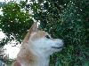 柴犬 はな