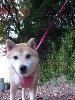 柴犬 はな