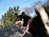 柴犬 はな